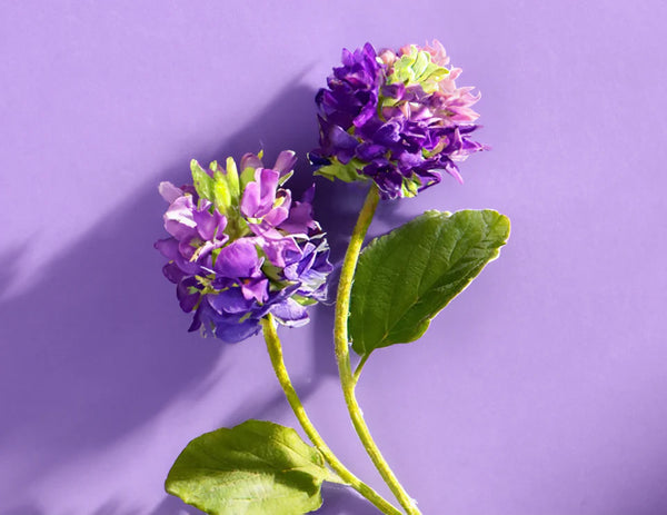 <strong>Bakuchiol </strong>